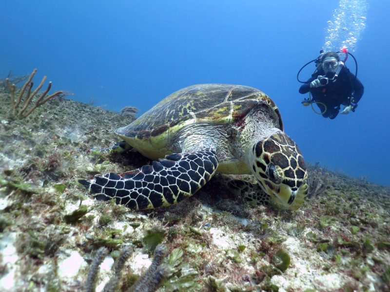 scuba-discover-dive-tortle-reef-playa-del-carmen-mexico